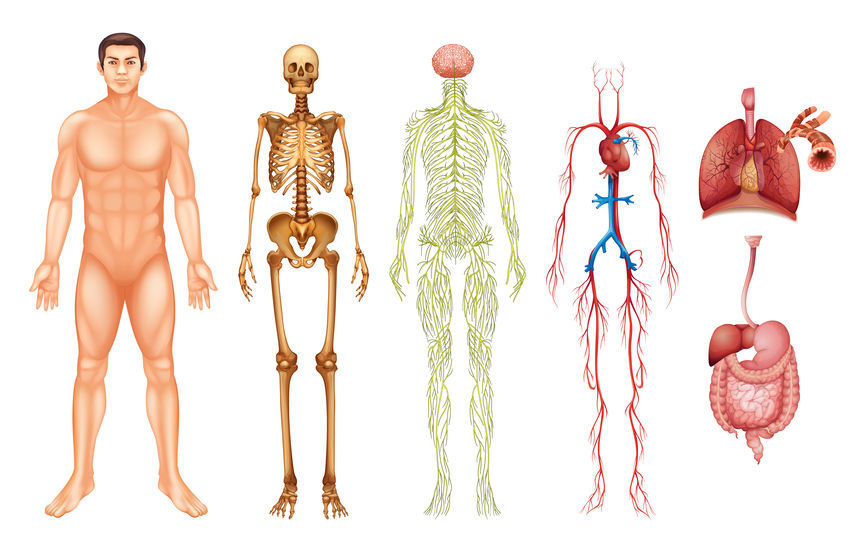 Pédagogie du corps humain - tous les fournisseurs - système physiologique  corps humain - fonctionnement muscles corps humain - pédagogie système  nerveux - pédagogie du squelette - anatomie corps